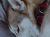 Male husky to be rehomed