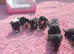 Jack russell puppies