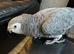 African Grey