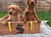 Stunning litter of red Labradoodles