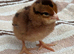Welsummer Female Chicks