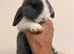 Mini lop female