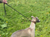 whippet puppies