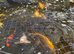 10 by 10 pond plus set up
