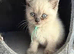 Poshcats British Blue and Bluepoint