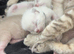Bengal cross ragdoll kittens