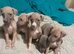 Whiggy....Whippet x Italian greyhound puppies