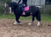 For sale Maya 12.2hh 6yo cob mare