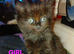 Ragdoll cross kittens