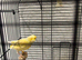 Canaries