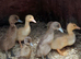 Indian runner ducklings