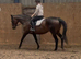 15.2/3hh mare