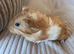 Female guinea pigs