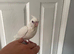 9 week old hand reared cockatiel