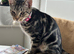 Sweet little kitten looking for forever home