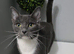 Cat 2 year female white grey beautiful