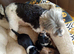 Chorkie puppies