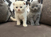 Scottish Fold x British Shorthair Kittens &ndash; 3 Weeks Old