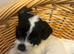F1 Jackapoo puppies