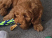 Full Australian labradoodle Male