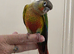 Hand reared yellowsided gcc