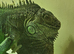 Green iguana