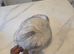 Daisy - 2 year old Female Scottish Fold