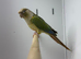 Conures