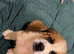 Saint Bernard Puppys for sale