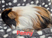Gorgeous female long haired friendly pig