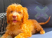 F1 apricot and fox red mini cockapoos 30 dna health tested clear