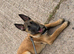 Belgian Malinois For Sale