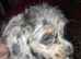 Toy poodle cross miniature dacshund