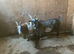 Pygmy goats