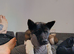 American akita pups
