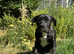 Trained Staffy-Bullmastiff Female
