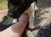 Jack Russell pups