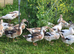 Welsh Harlequin Drakes