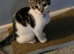 2 gorgeous female kittens