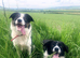 Gorgeous 5yr old collie
