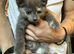 Kittens