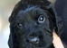 Adorable Cocker Spaniel Puppies