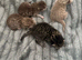 Beautiful litter of British shorthair x Persian kittens