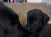 Beautiful staff x Labrador puppies