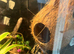 Male crested gecko