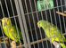Bonded pair amazons