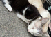 Female kitten