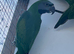 Derbyan parakeet