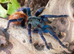 GBB FOR SALE
