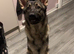 2 year old male Shepherd